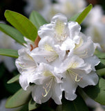 Rhododendron carolinianum var. alba (White Carolinianum)