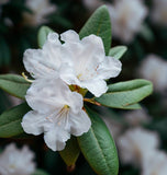 Rhododendron carolinianum var. alba (White Carolinianum)