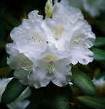 Rhododendron carolinianum var. alba (White Carolinianum)