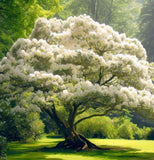 Rhododendron carolinianum var. alba (White Carolinianum)