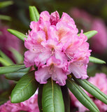 Rhododendron maximum (Great Laurel, Rosebay, Rosebay Rhododendron)