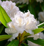 Rhododendron maximum (Great Laurel, Rosebay, Rosebay Rhododendron)