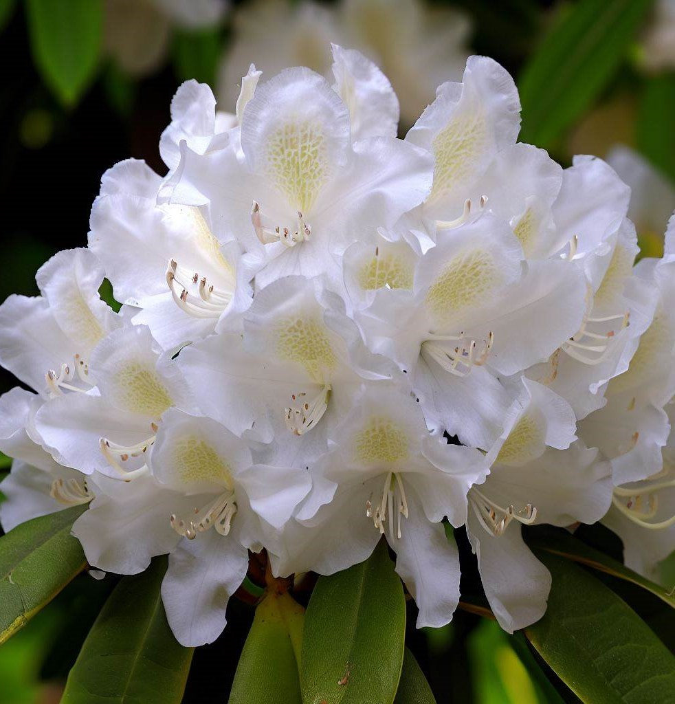 Compact Maximum Rhododendron Rhododendron Maximum Laurel | Rhododendron maximum, Rosebay ...