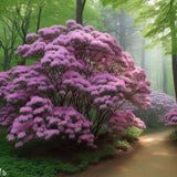 Rhododendron mucronulatum (Korean Rhododendron)