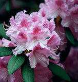 Rhododendron schlippenbachii (Royal Azalea)