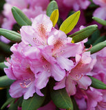 Rhododendron schlippenbachii (Royal Azalea)