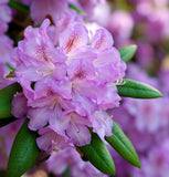 Rhododendron schlippenbachii (Royal Azalea)