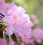 Rhododendron schlippenbachii (Royal Azalea)