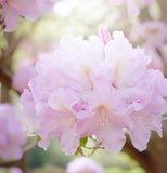 Rhododendron schlippenbachii (Royal Azalea)