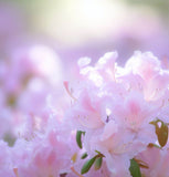 Rhododendron schlippenbachii (Royal Azalea)