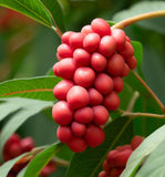 Rhus glabra (Smooth Sumac)