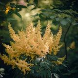 Rhus glabra (Smooth Sumac)