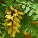 Robinia pseudoacacia (Black Locust, Yellow Locust, False Acacia)
