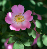 Rosa canina (Brier Rose, Dog Brier, Dog Rose)