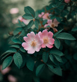 Rosa eglantaria (Sweet Briar)