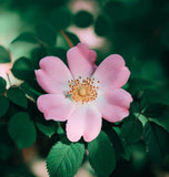 Rosa eglantaria (Sweet Briar)