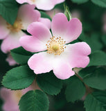 Rosa eglanteria (Sweet Briar)