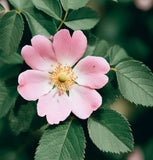 Rosa eglanteria (Sweet Briar)