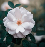 Rosa laxa	(Laxa Rose)