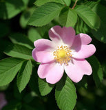 Rosa palustris (Swamp Rose)