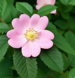 Rosa palustris (Swamp Rose)