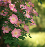 Rosa palustris (Swamp Rose)