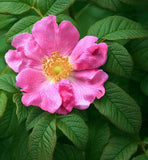 Rosa rugosa (Sand Rose, Hedgehog Rose, Wrinkled Rose, Rugosa rose, Japanese rose, Ramanas rose) Seedlings & Transplants Available for Spring Shipping