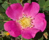 Rosa woodsii (Mountain Rose, Wild Rose, Wood's Rose, Woods' Rose)
