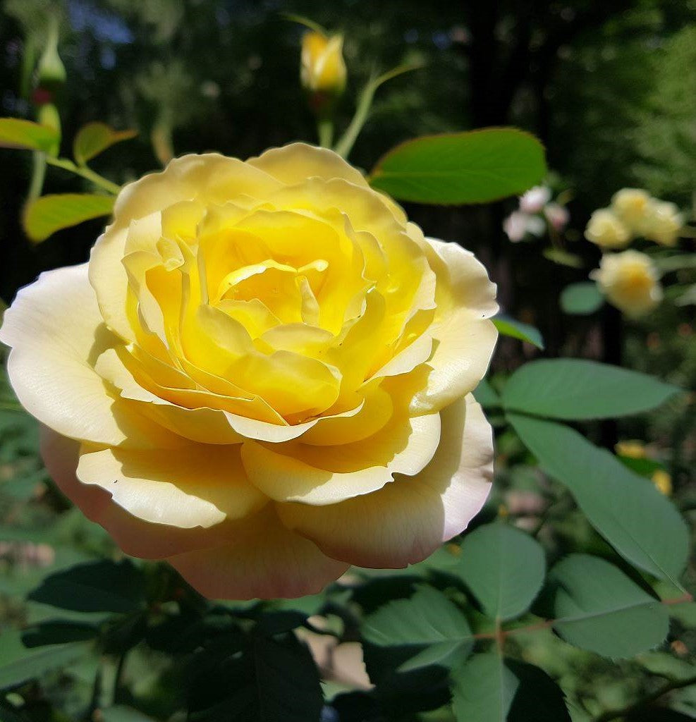 Rosa xanthina (Yellow Rose, Manchu Rose, Canary Bird Rose)