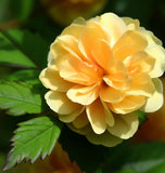 Rosa xanthina (Yellow Rose, Manchu Rose, Canary Bird Rose)