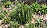 Salvia rosmarinus 'Salem' aka Rosmarinus officinalis 'Salem' (Salem Rosemary, Cold-Hardy Rosemary, Hardy Culinary Rosemary) - Herb Seeds / Plug Plants / Seedlings & Transplants