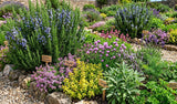 Salvia rosmarinus 'Salem' aka Rosmarinus officinalis 'Salem' (Salem Rosemary, Cold-Hardy Rosemary, Hardy Culinary Rosemary) - Herb Seeds / Plug Plants / Seedlings & Transplants
