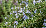 Salvia rosmarinus 'Salem' aka Rosmarinus officinalis 'Salem' (Salem Rosemary, Cold-Hardy Rosemary, Hardy Culinary Rosemary) - Herb Seeds / Plug Plants / Seedlings & Transplants