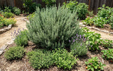 Salvia rosmarinus 'Arp' aka Rosmarinus officinalis 'Arp' (Arp Rosemary, Hardy Rosemary, Cold-Hardy Rosemary) - Herb Seeds / Plug Plants / Seedlings & Transplants