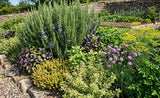Salvia rosmarinus 'Arp' aka Rosmarinus officinalis 'Arp' (Arp Rosemary, Hardy Rosemary, Cold-Hardy Rosemary) - Herb Seeds / Plug Plants / Seedlings & Transplants