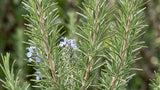 Salvia rosmarinus 'Arp' aka Rosmarinus officinalis 'Arp' (Arp Rosemary, Hardy Rosemary, Cold-Hardy Rosemary) - Herb Seeds / Plug Plants / Seedlings & Transplants