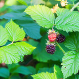 Rubus allegheniensis (Allegheny Blackberry, Appalachian Blackberry)