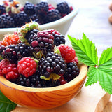 Rubus allegheniensis (Allegheny Blackberry, Appalachian Blackberry)