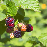 Rubus allegheniensis (Allegheny Blackberry, Appalachian Blackberry)