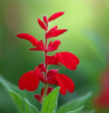 SALVIA coccinea (Scarlet Sage)