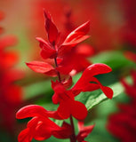 SALVIA coccinea (Scarlet Sage)