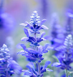 SALVIA farinacea (Blue Sage)