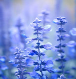 SALVIA farinacea (Blue Sage)