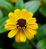 SANVITALIA procumbens (Creeping Zinnia)