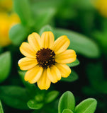 SANVITALIA procumbens (Creeping Zinnia)