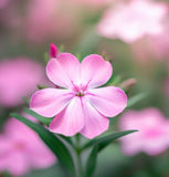 SAPONARIA ocymoides (Soapwort)