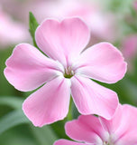 SAPONARIA ocymoides (Soapwort)