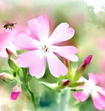 SAPONARIA ocymoides (Soapwort)