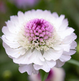 SCABIOSA atropurpurea 'Imperial Mix' (Pincushion Flower, Mixed)