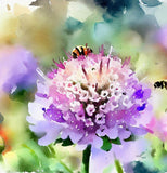 SCABIOSA atropurpurea 'Imperial Mix' (Pincushion Flower, Mixed)